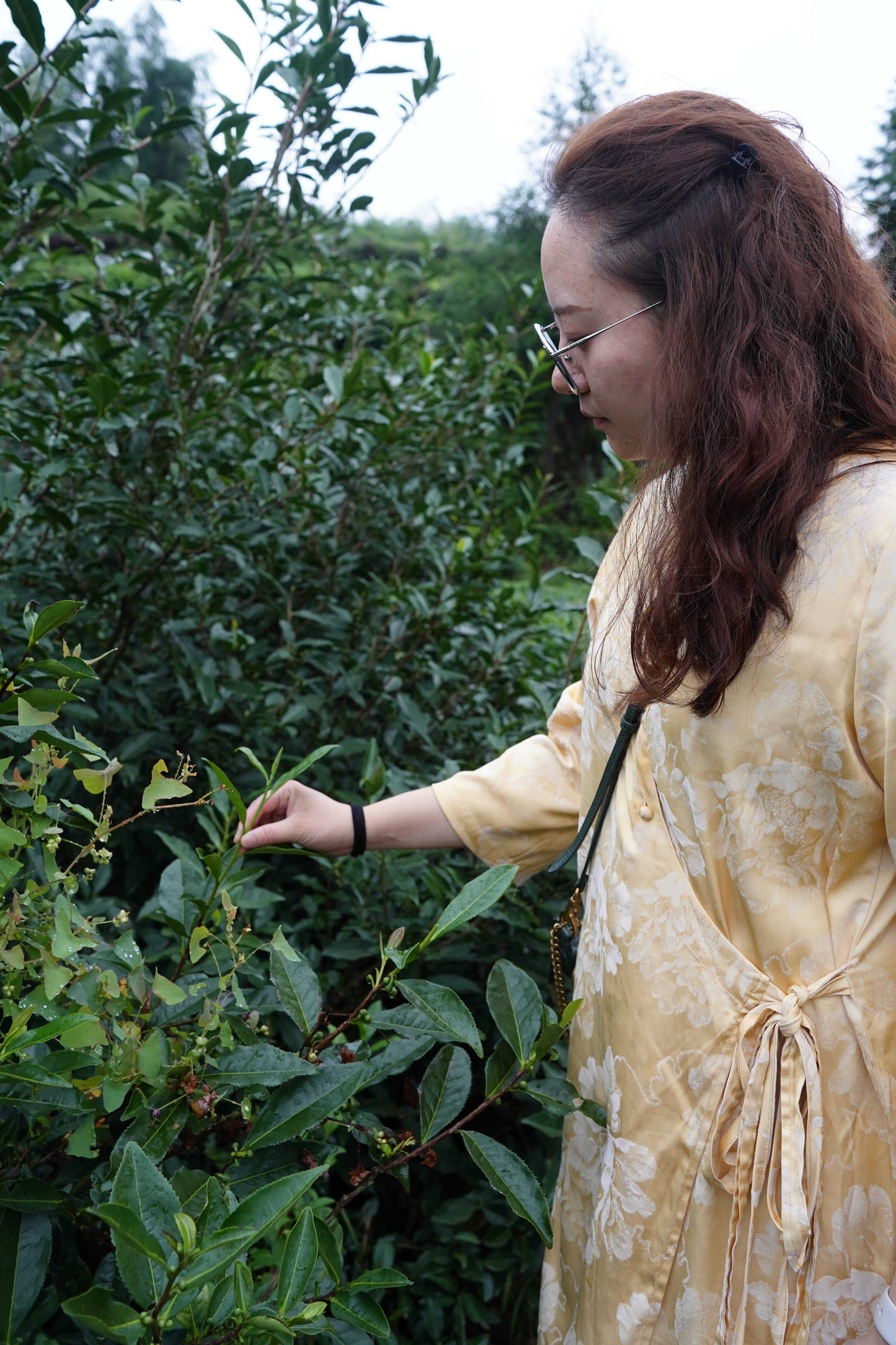 Joanne Gao Pick Tea leaves at tea plantation in Panxi Town, Fuding City,
