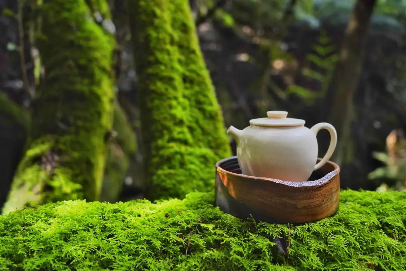 White ceramic teapot on a wooden coaster with green moss and trees in the background