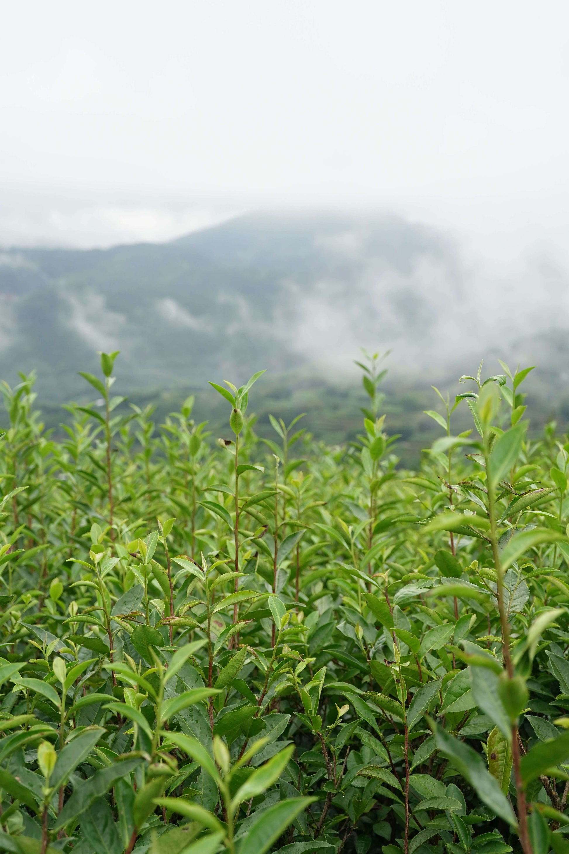 White Tea plants growing on a misty mountain landscape in Panxi Town， Fuding City, Fujian